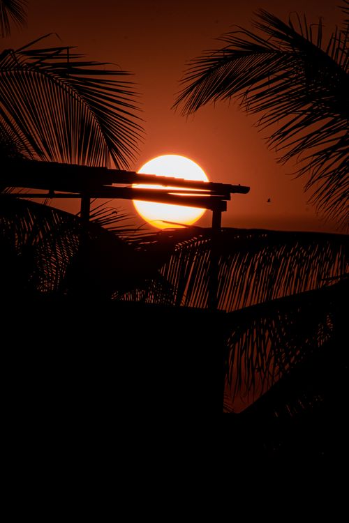 Free Silhouette of palm trees against a vibrant tropical sunset, creating an exotic, tranquil scene. Stock Photo