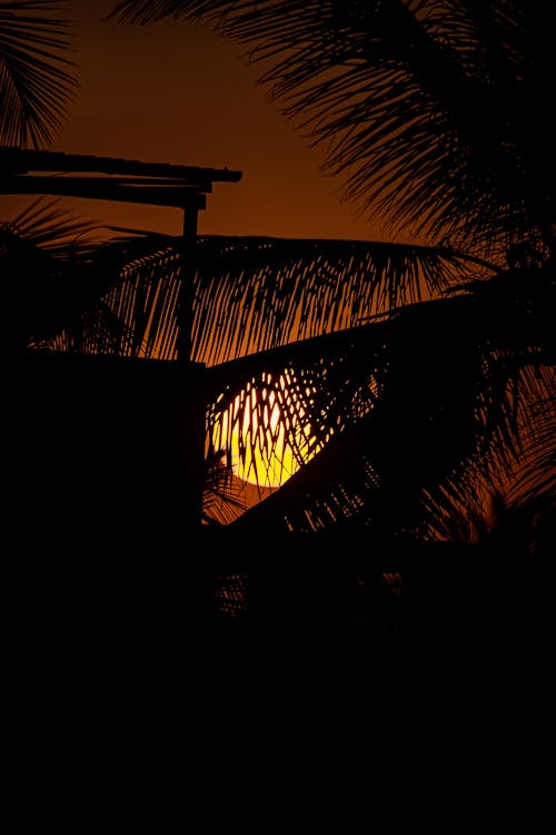 Sun in Sky behind Palm Trees Silhouettes