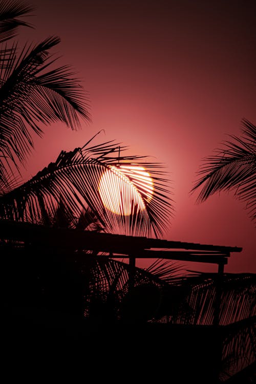 Silhouettes of Palm Trees on Sunset Sky