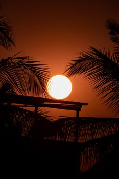Beautiful sunset with palm tree silhouettes against an orange sky, capturing tropical serenity.