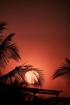 Beautiful silhouette of palm trees against a vibrant sunset sky.