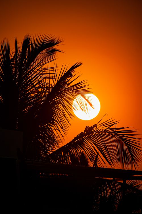 Free Silhouette of palm fronds with the sun setting, creating a dramatic sky. Stock Photo