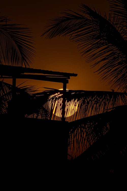 Silhouetted Palm Trees at Sunset 