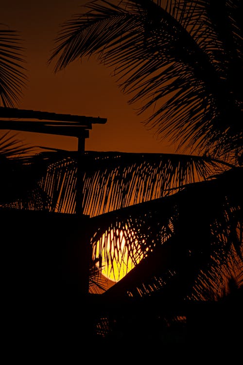 Silhouettes of Palm Leaves at Sunset