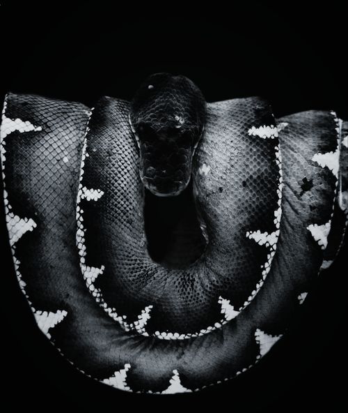Free stock photo of animal, black and white, dangerous Stock Photo