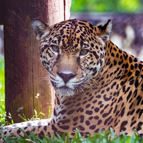 Jaguar