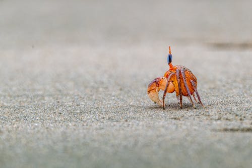 Darmowe zdjęcie z galerii z dzika przyroda, krab, piasek