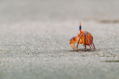 Free Colorful crab on sandy beach in Panama City, showcasing vibrant wildlife in natural habitat. Stock Photo
