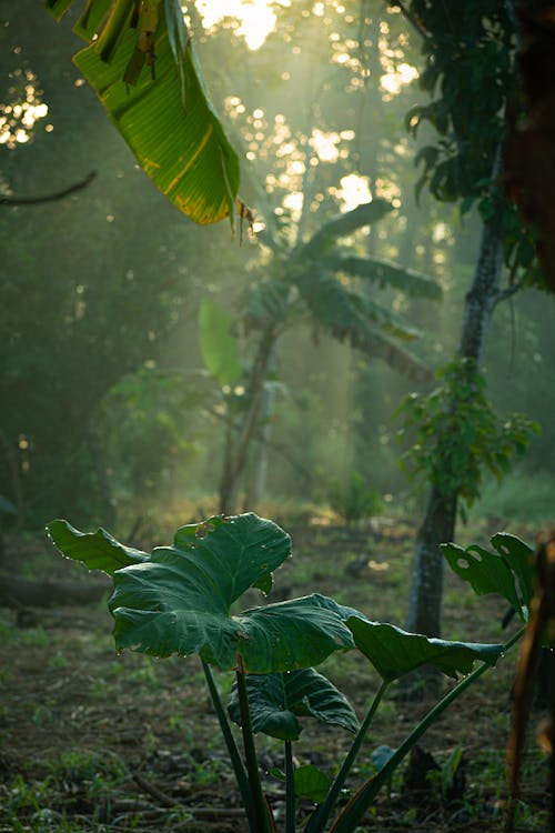 Бесплатное стоковое фото с вертикальный выстрел, джунгли, листва