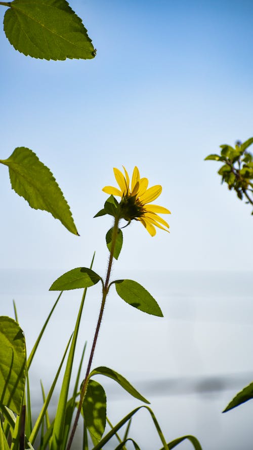 Sunflower Against Blue Sky