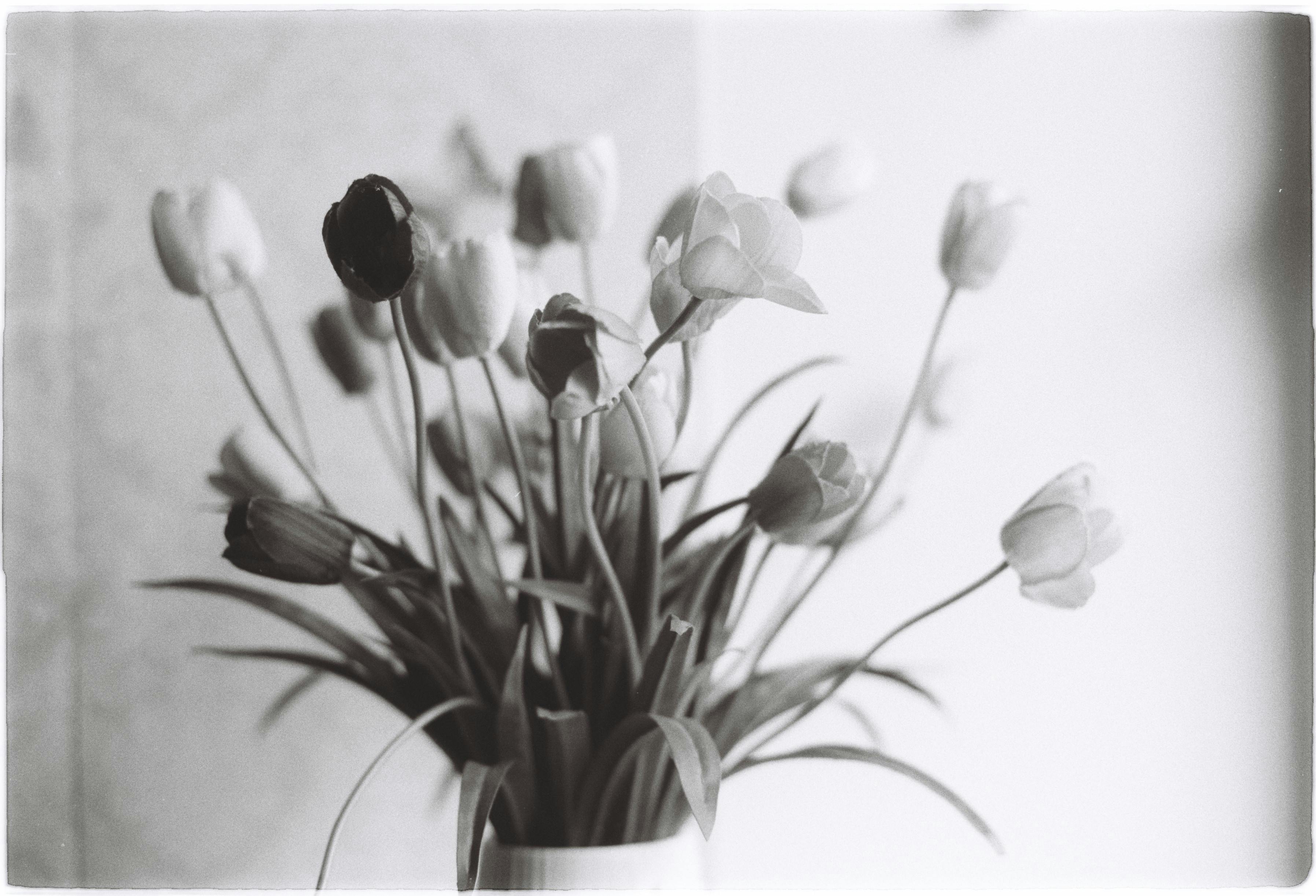 Elegant black and white photo of tulips in a vase, showcasing minimalist floral beauty.