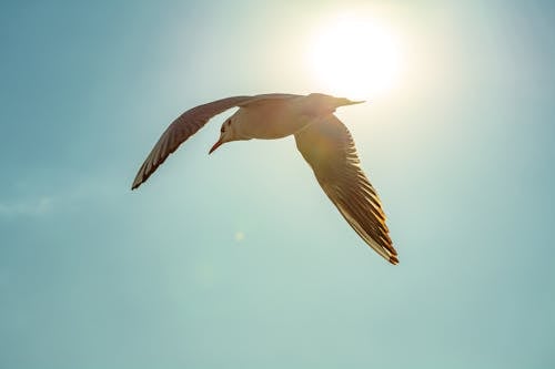 Seagull Flying in Sky with Sun