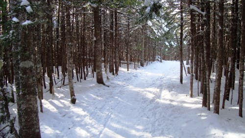 ağaçlar, buz tutmuş, doğa içeren Ücretsiz stok fotoğraf