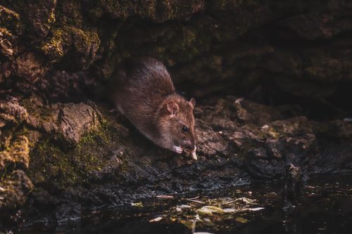 Free Close-up of a wild rat on rocky terrain near water, showcasing wildlife behavior. Stock Photo