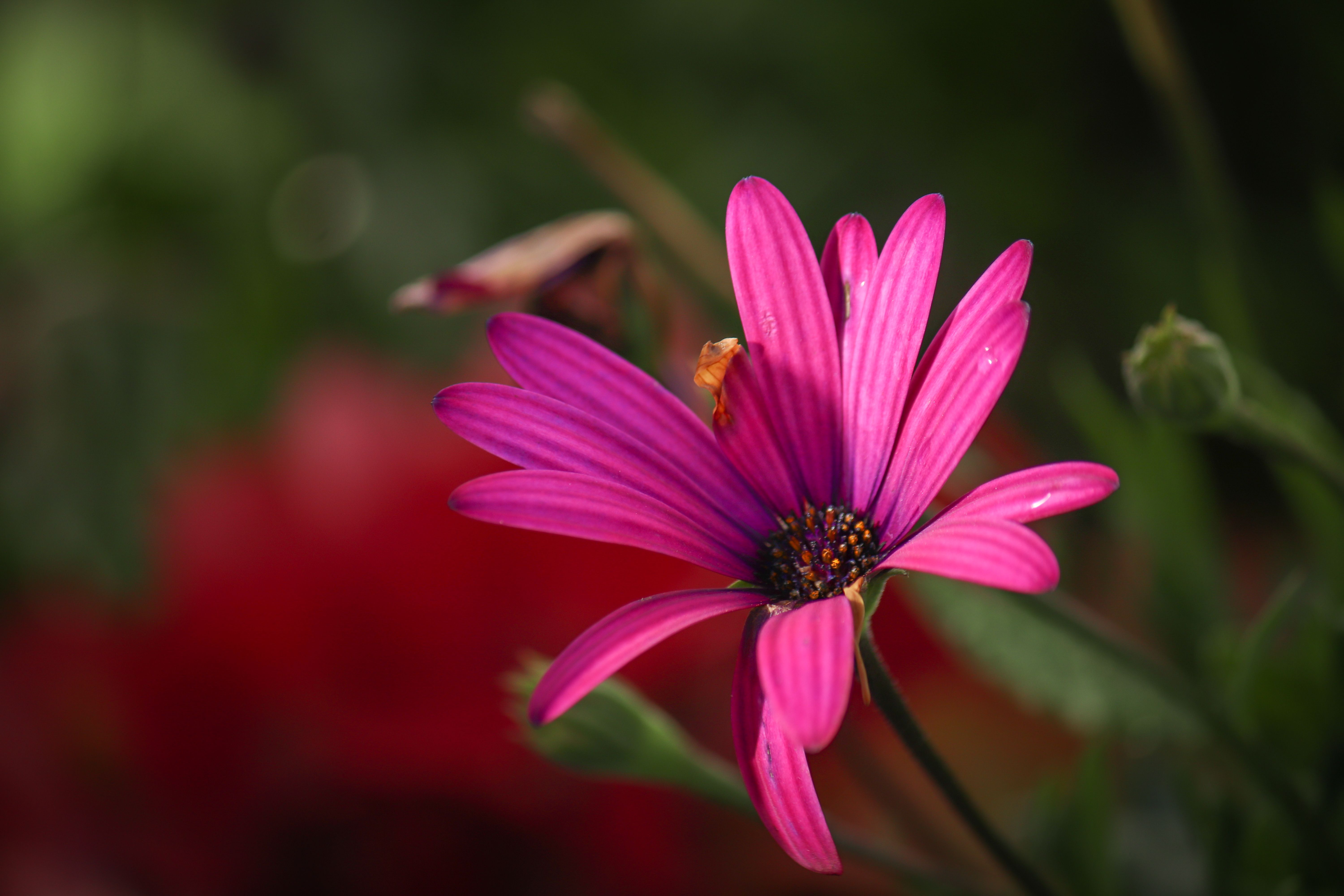 Fotomural Acercamiento de una vibrante margarita africana rosa con un fondo natural desenfocado, mostrando sus pétalos vivos.