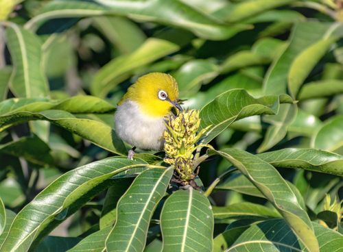 Free Close-up of a yellow white-eye bird perched on a mango tree branch. Stock Photo