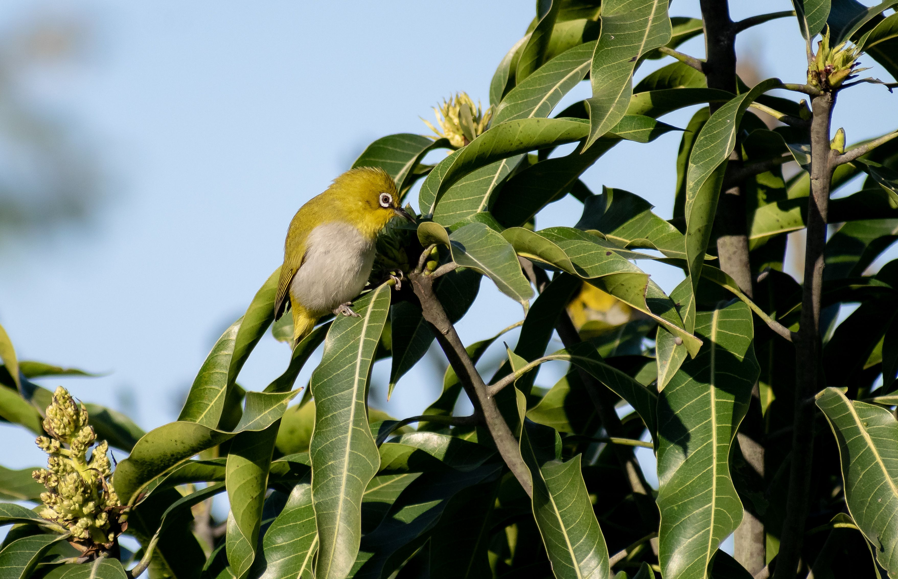 A Bird in a Tree · Free Stock Photo