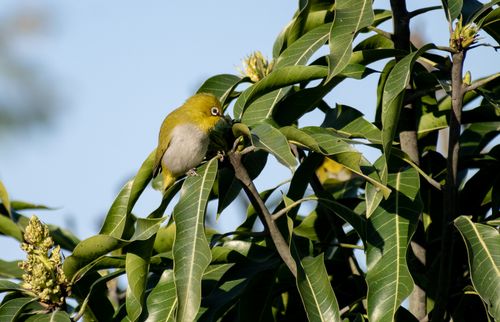 Free A small bird perches on vibrant green leaves with a clear blue sky in the background, showcasing nature's beauty. Stock Photo