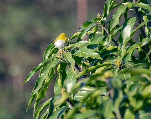Free A warbling white-eye bird resting on vibrant mango leaves in a natural setting. Stock Photo