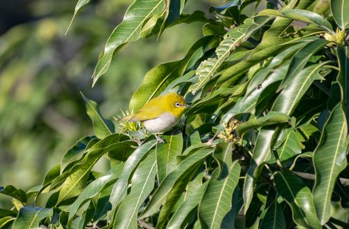 Free A vibrant Warbling White-eye bird perched among green leaves, showcasing its natural habitat. Stock Photo