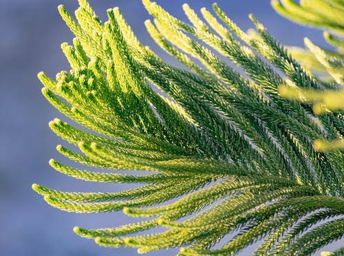 Ingyenes stockfotó ág, araucaria heterophylla, ausztrál fenyő témában