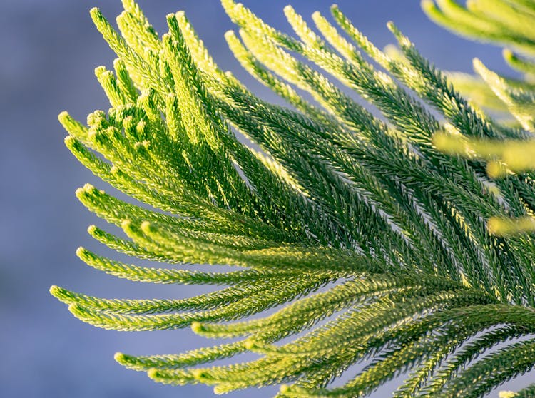 Close-up Of An Australian Pine Branch