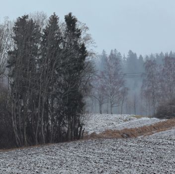 Peaceful winter landscape with trees and frosty field under a gloomy sky.