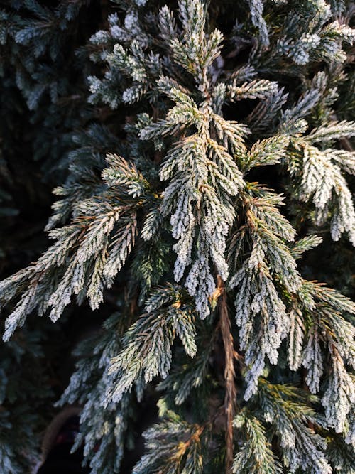 Frost on Conifer Tree