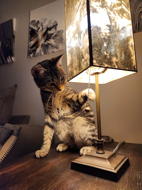 Cute Tabby Cat Playing with a Pendant 