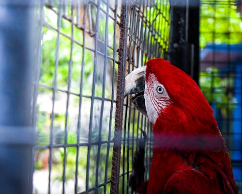 Close-up of a Red Parrot in a Cage 