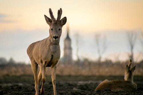 Fotobanka s bezplatnými fotkami na tému divé zvieratá, hracie pole, jeleň