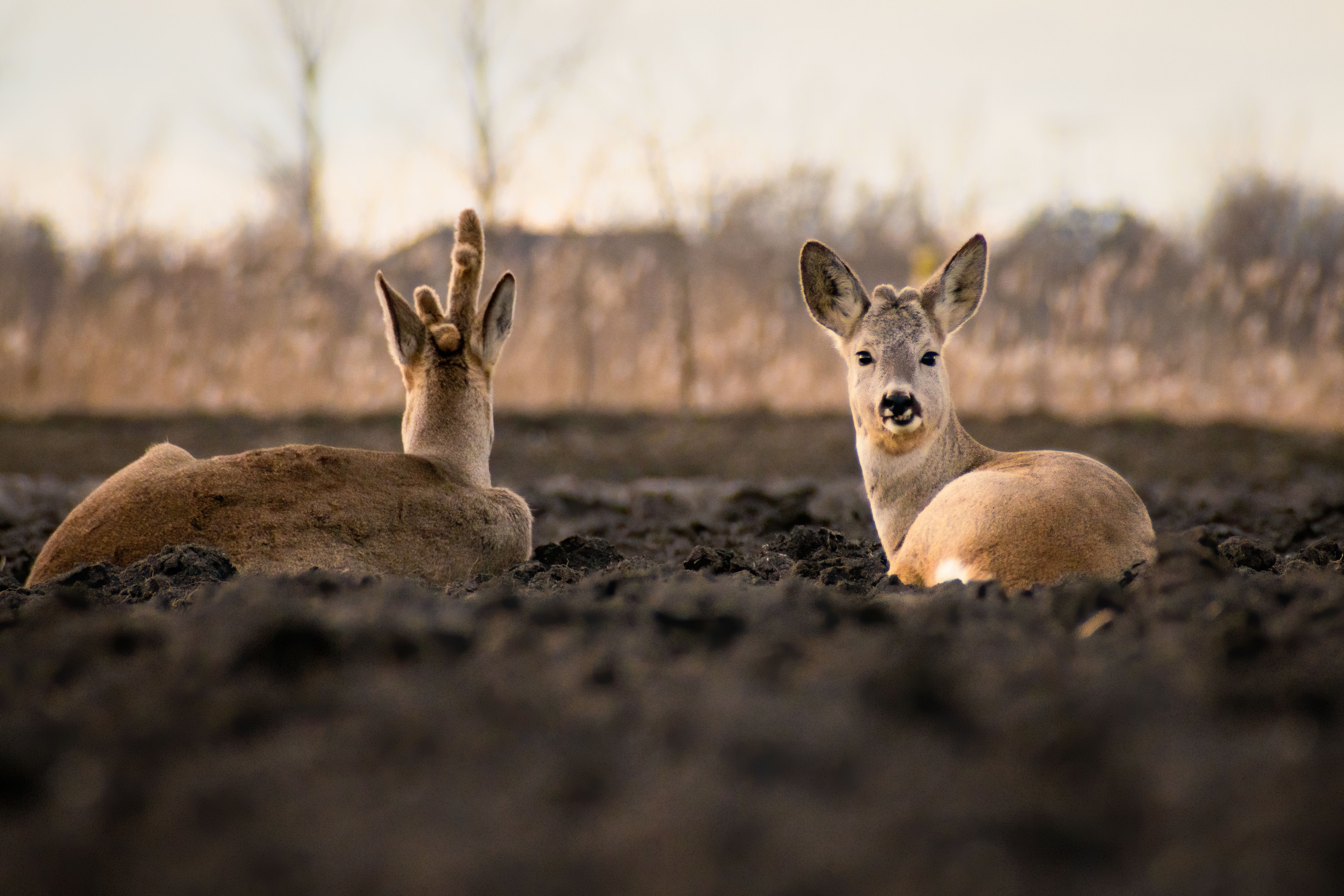 Peaceful scene of deer lying in a calm field, perfect for nature lovers.