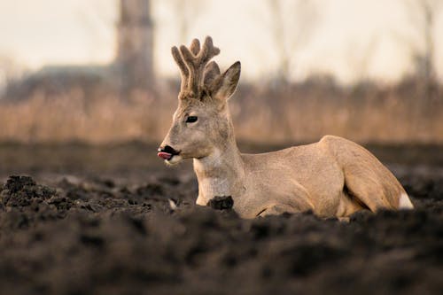 Fotobanka s bezplatnými fotkami na tému divé zvieratá, hracie pole, jeleň