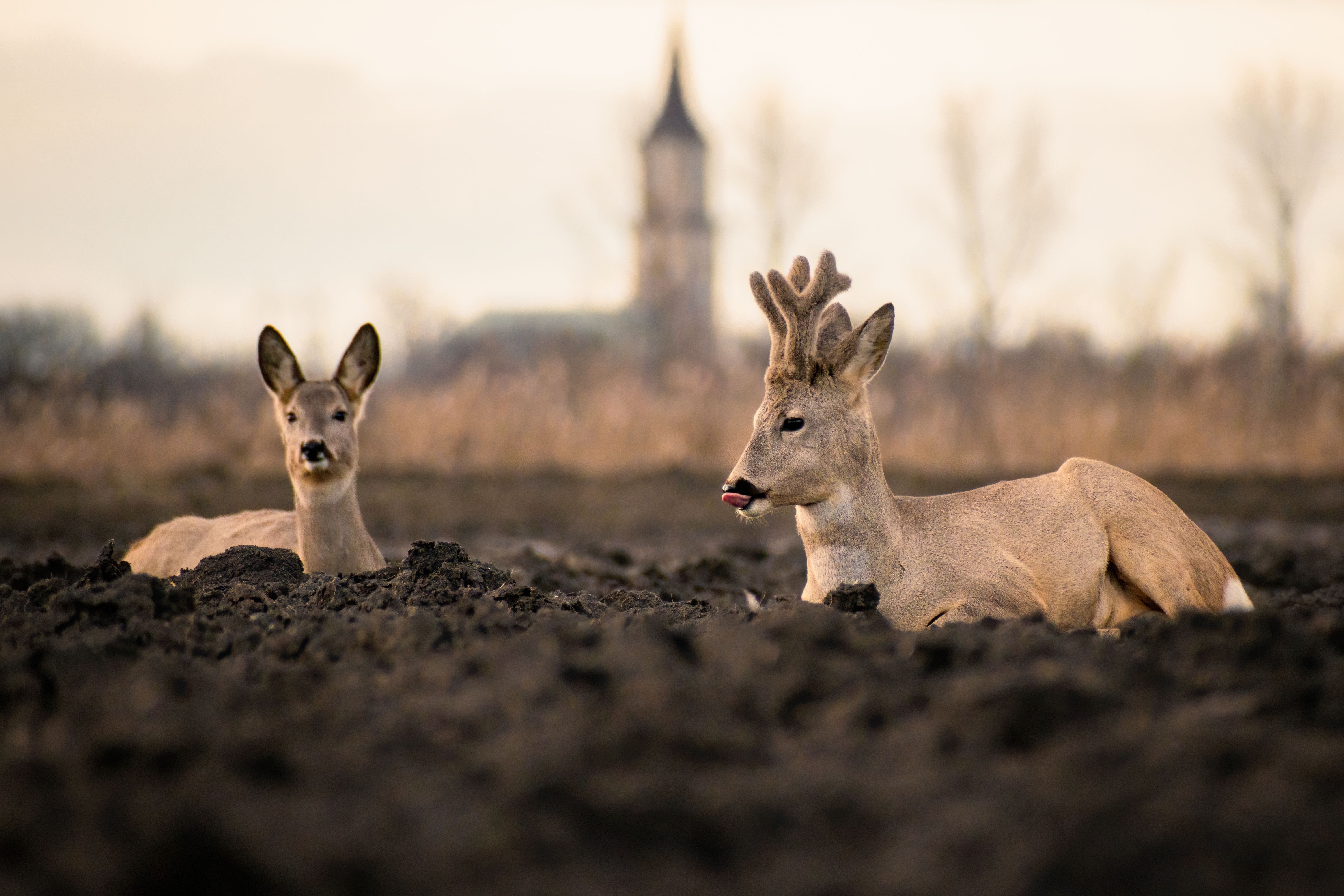 Two deer resting on soil with a blurred church tower in the background at dusk.