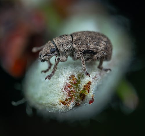 Imagine de stoc gratuită din a închide, animal, automobil beetle