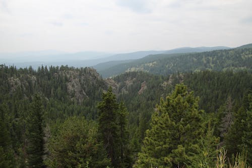 Treetops of Coniferous Trees in Mountains