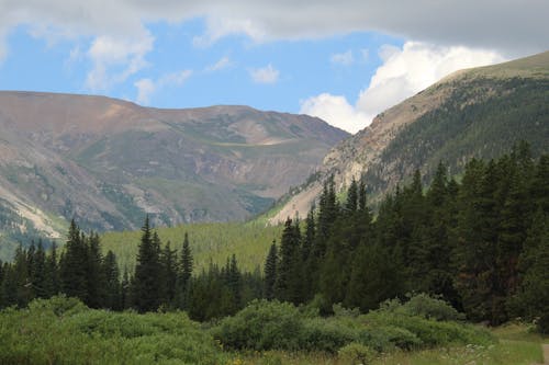 Imagine de stoc gratuită din arbori veșnic verzi, codru, munți