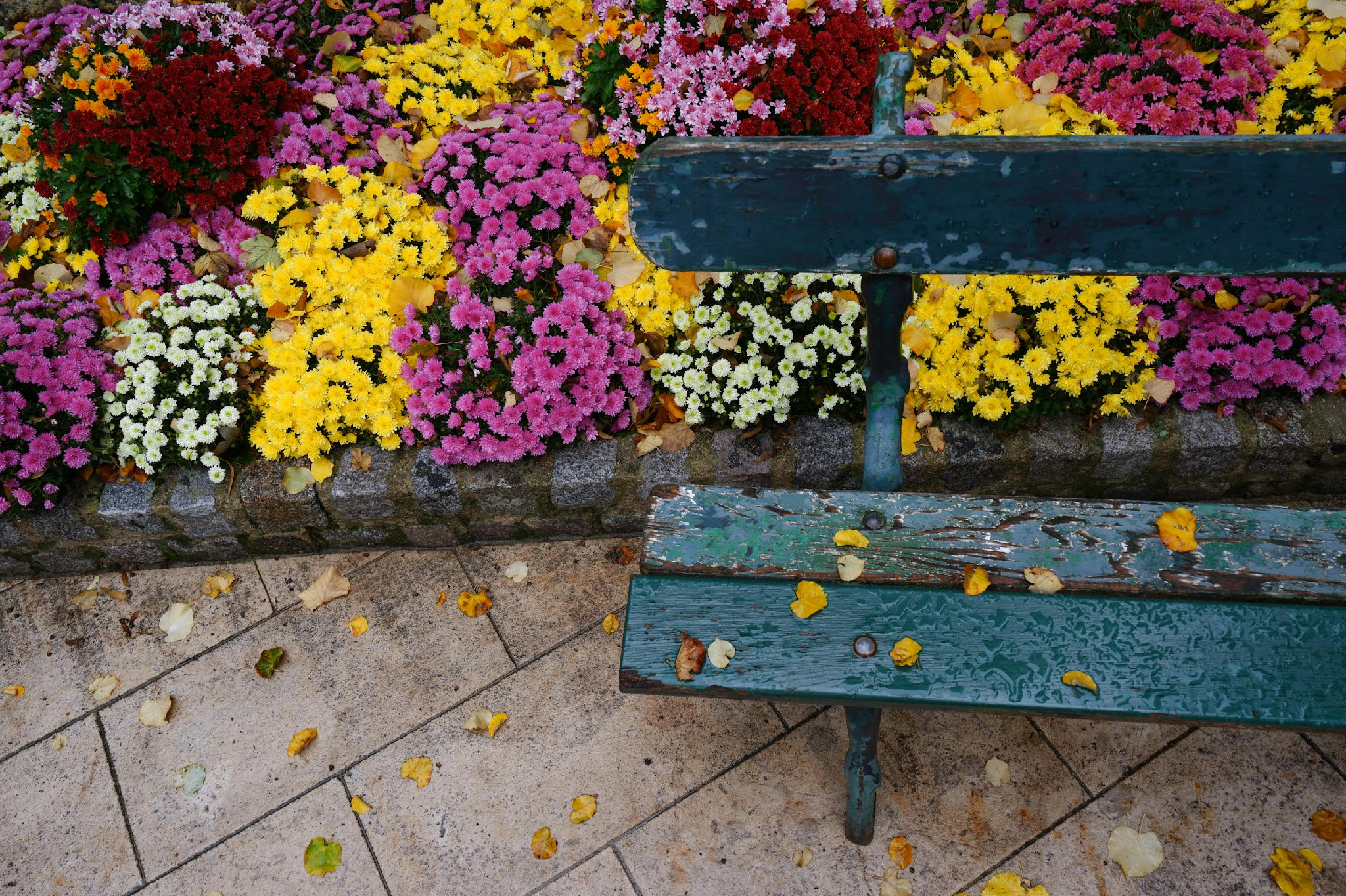 A vibrant flowerbed with a rustic bench in a Parisian park during autumn.