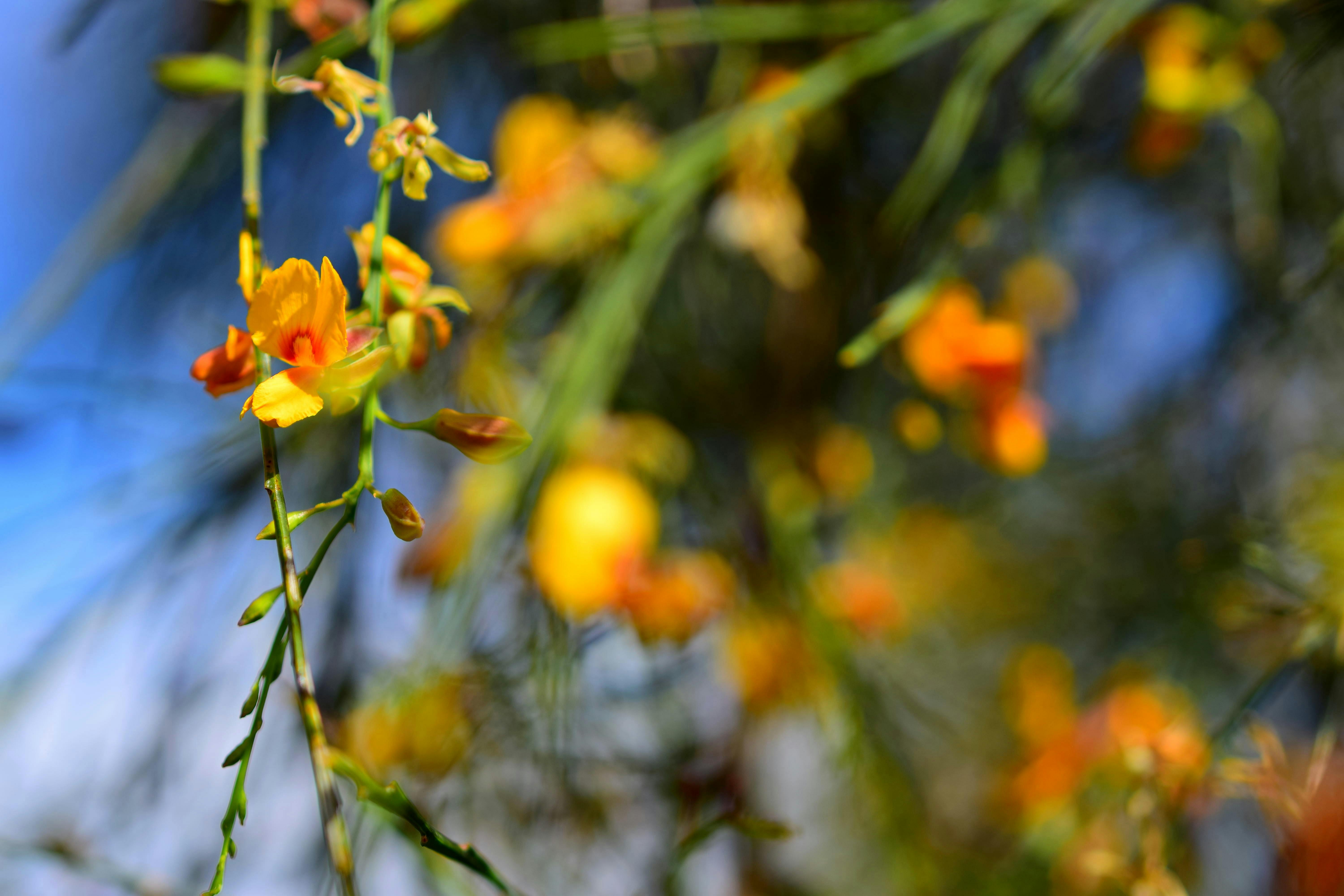 Free stock photo of aussie bush, native flower, orange flower