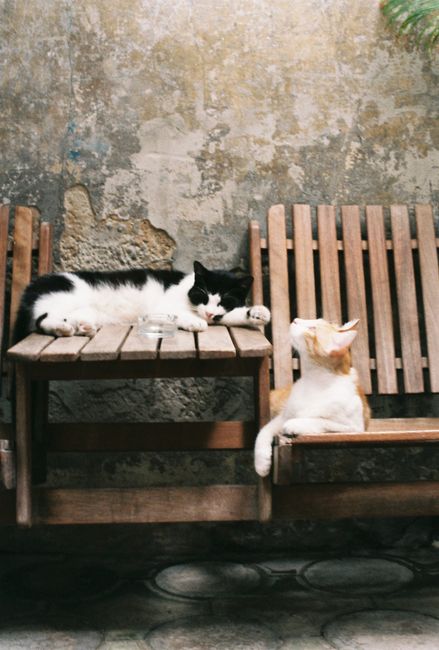 Two cats lounging on wooden outdoor furniture against a rustic wall.