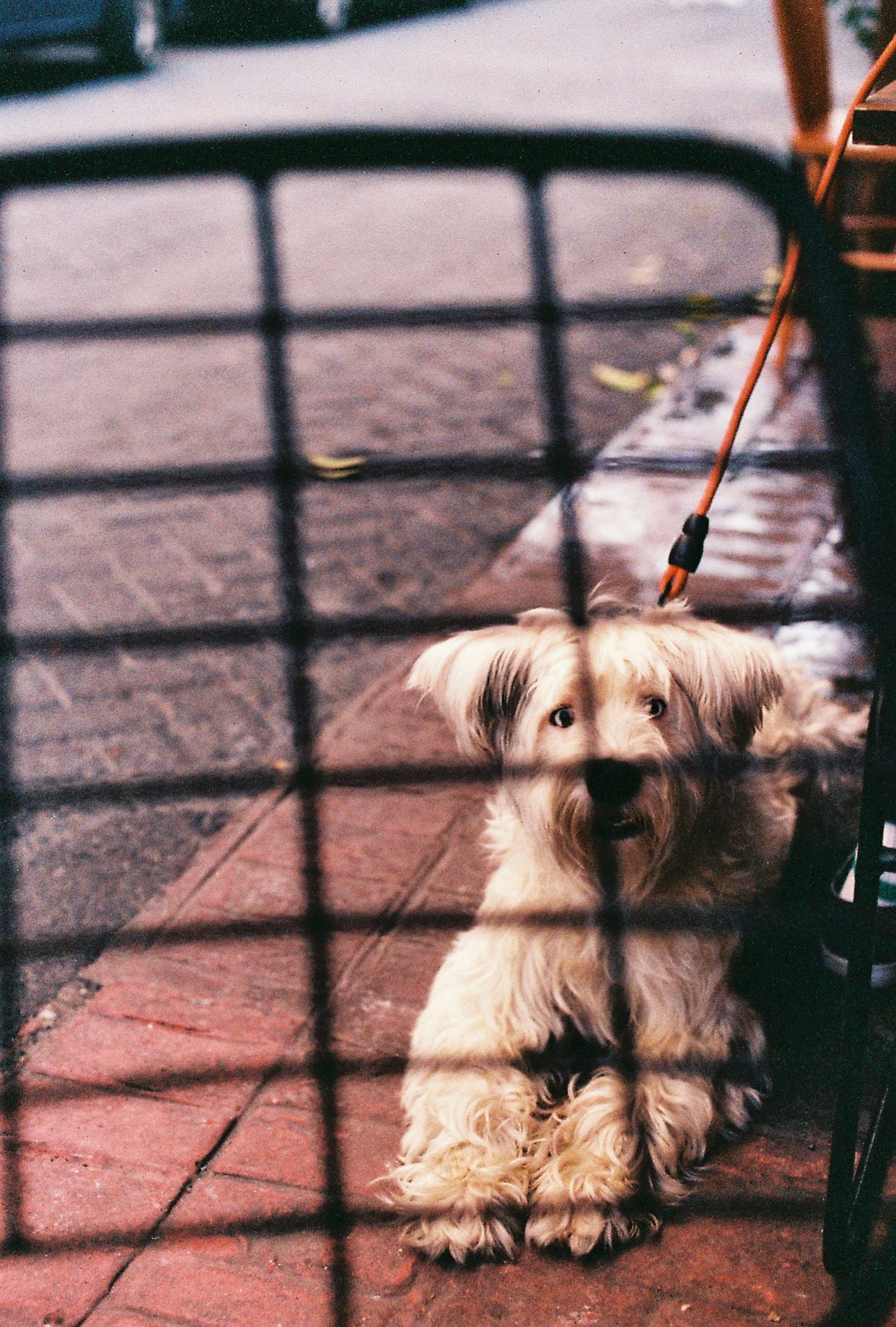 Adult Skye Terrier resting on a sidewalk, photo on Pexels
