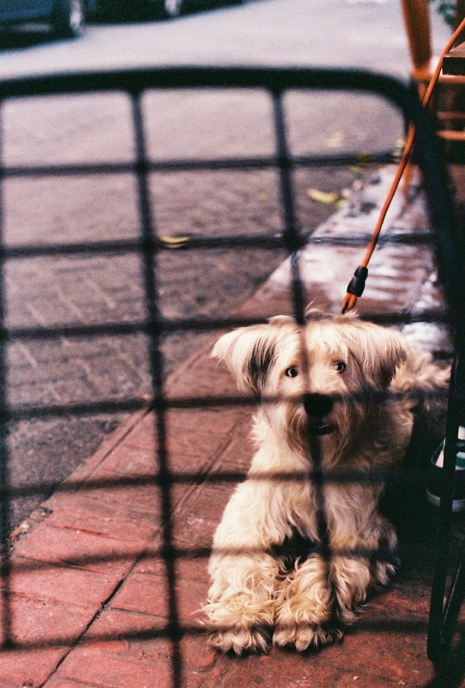 Adult Skye Terrier resting on a sidewalk, photo on Pexels