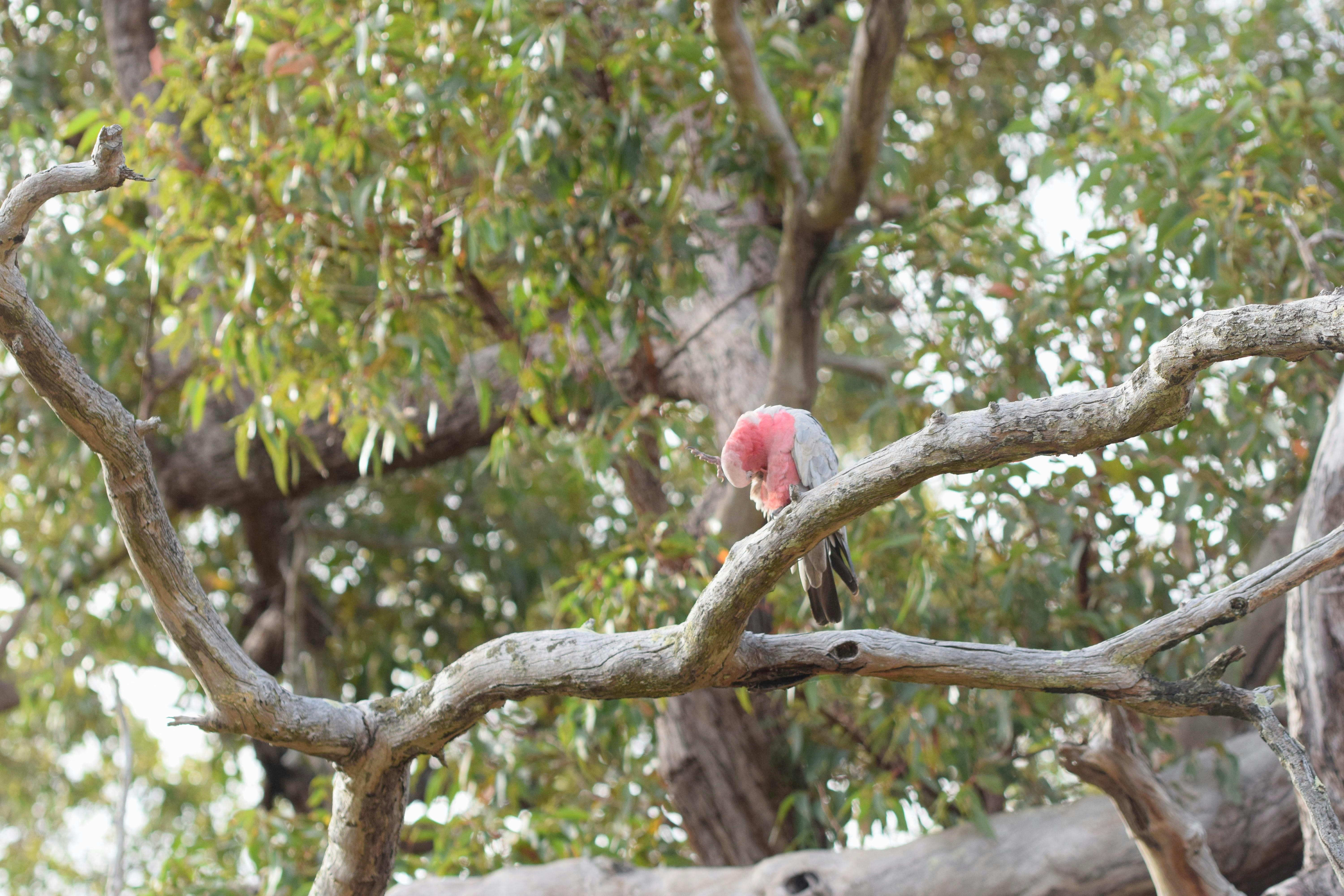 Kitesurf al atardecer en Tenerife