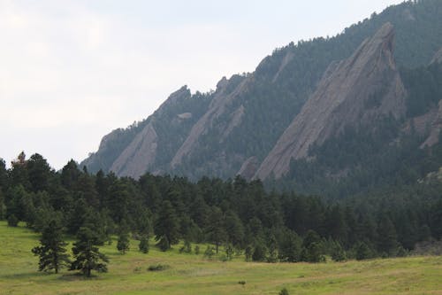 Green Forest and Rocks on Hill Slope behind