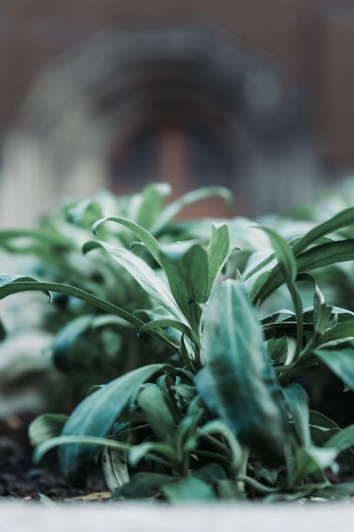 绿色的叶子的植物的特写照片