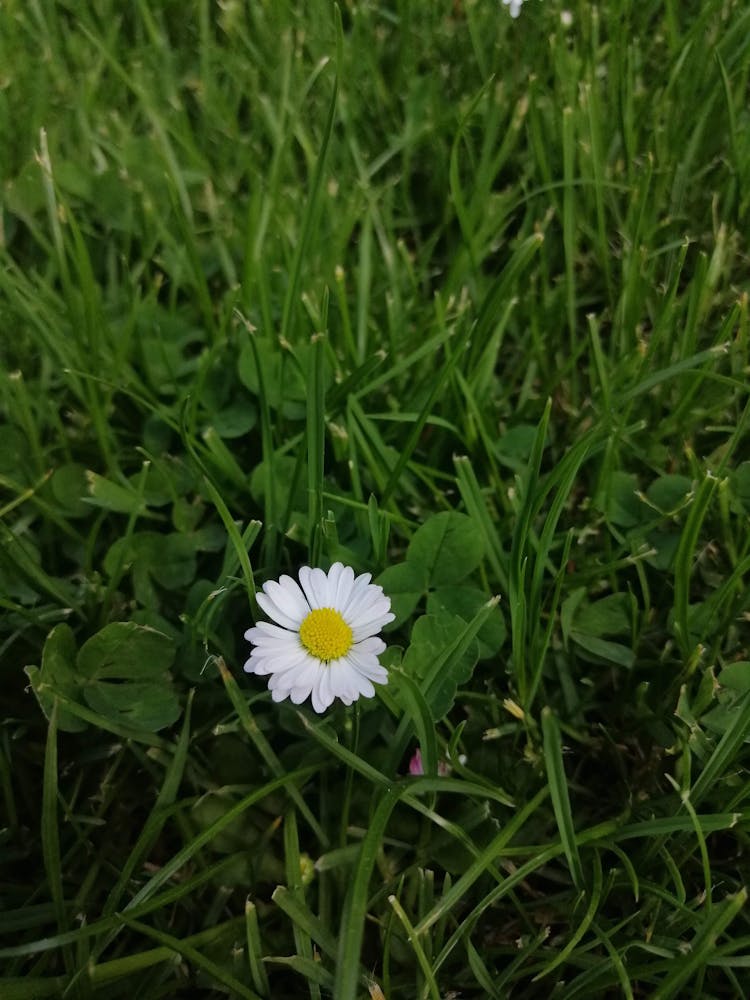 Close Up Of Chamomile Flower