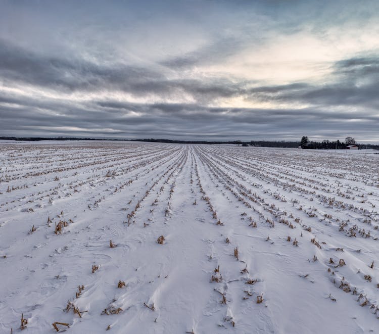 Fields In Snow In Wild Nature