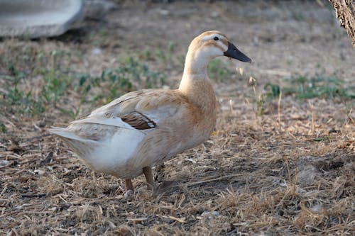 Duck on Ground