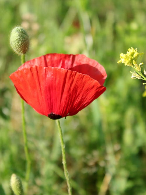 Close-up of Poppy Flower in Garden