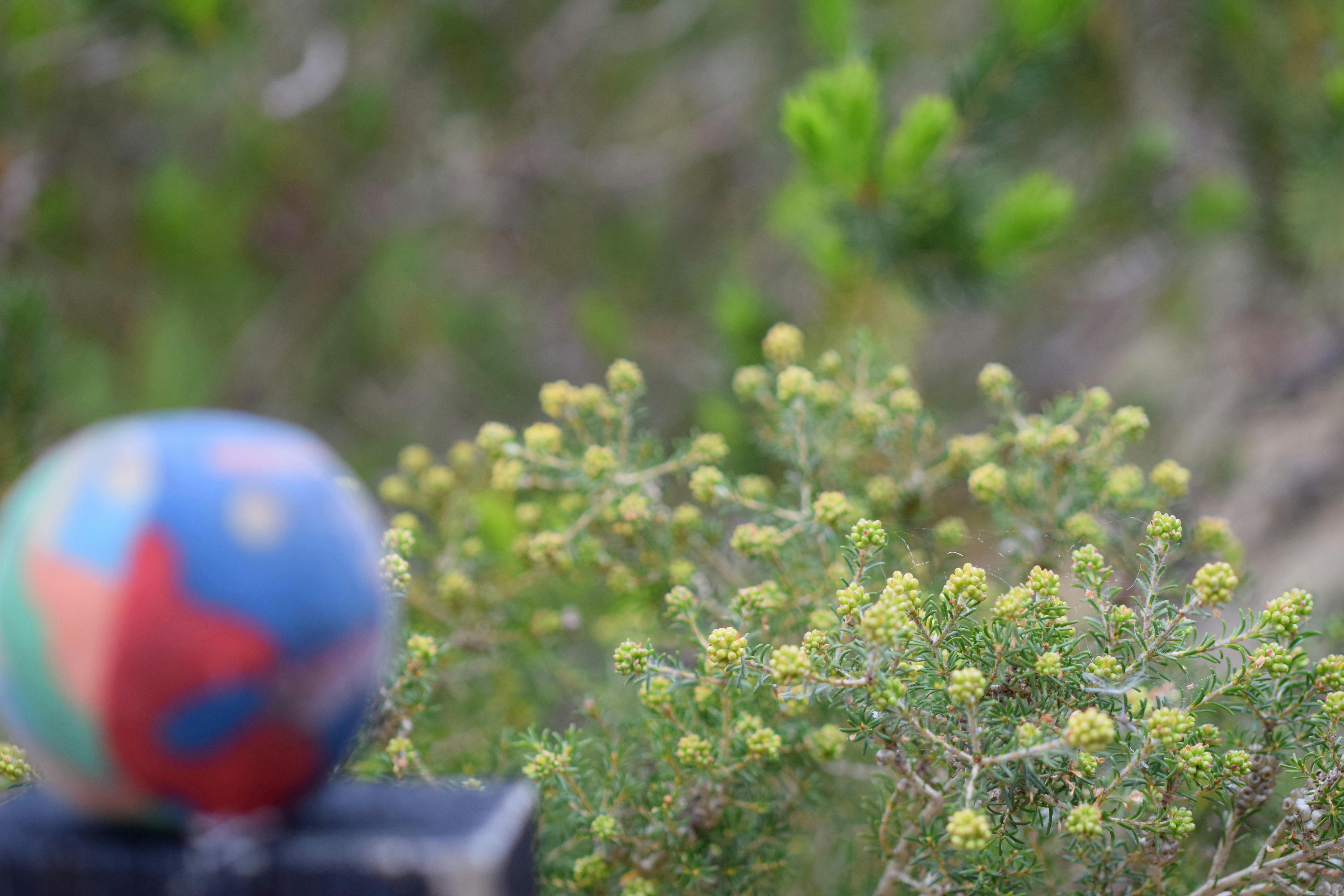 Free stock photo of ball, bush, native plant
